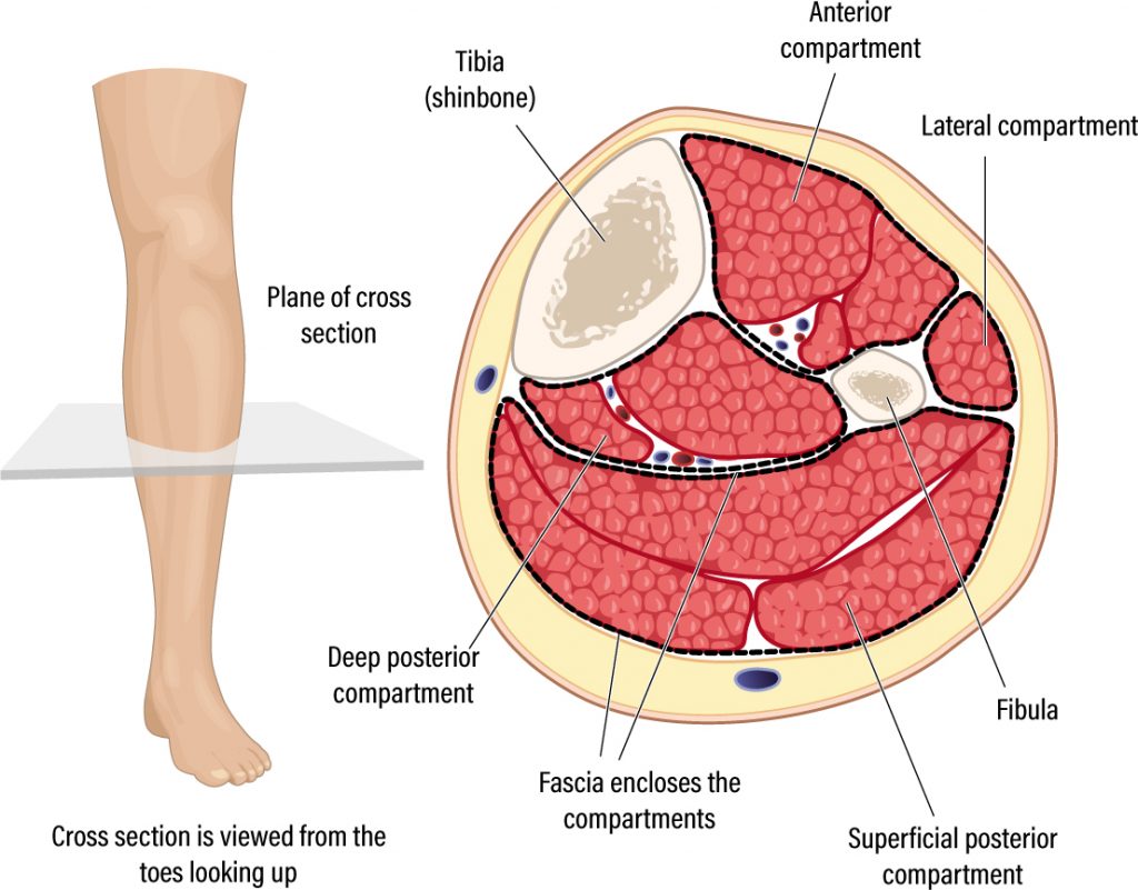 Common Lower Leg and Calf Injuries My Family Physio