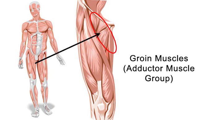 Common Groin Injuries My Family Physio common-groin-injuries-my-family-physio