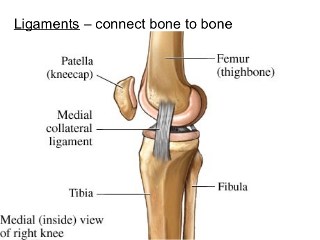 Ligaments - My Family Physio