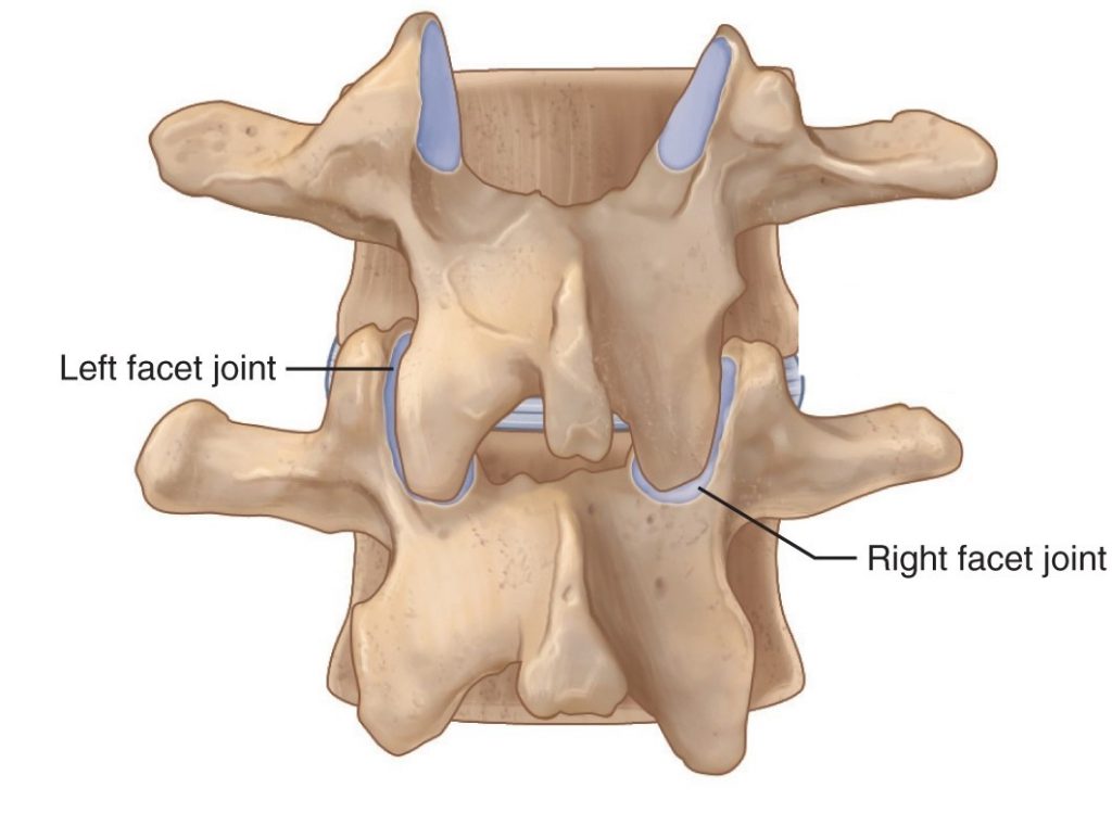 facet-joint-injuries-my-family-physio