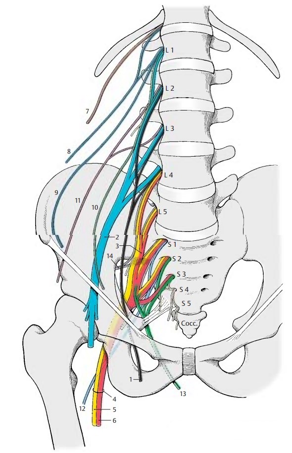 Sciatica - My Family Physio