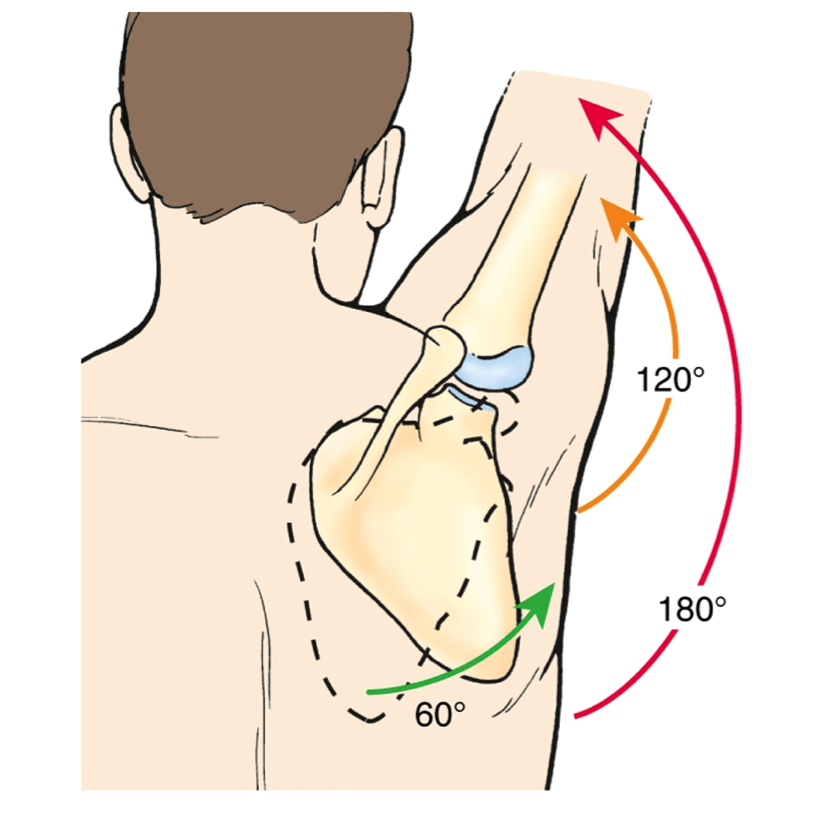 scapula-stability-my-family-physio