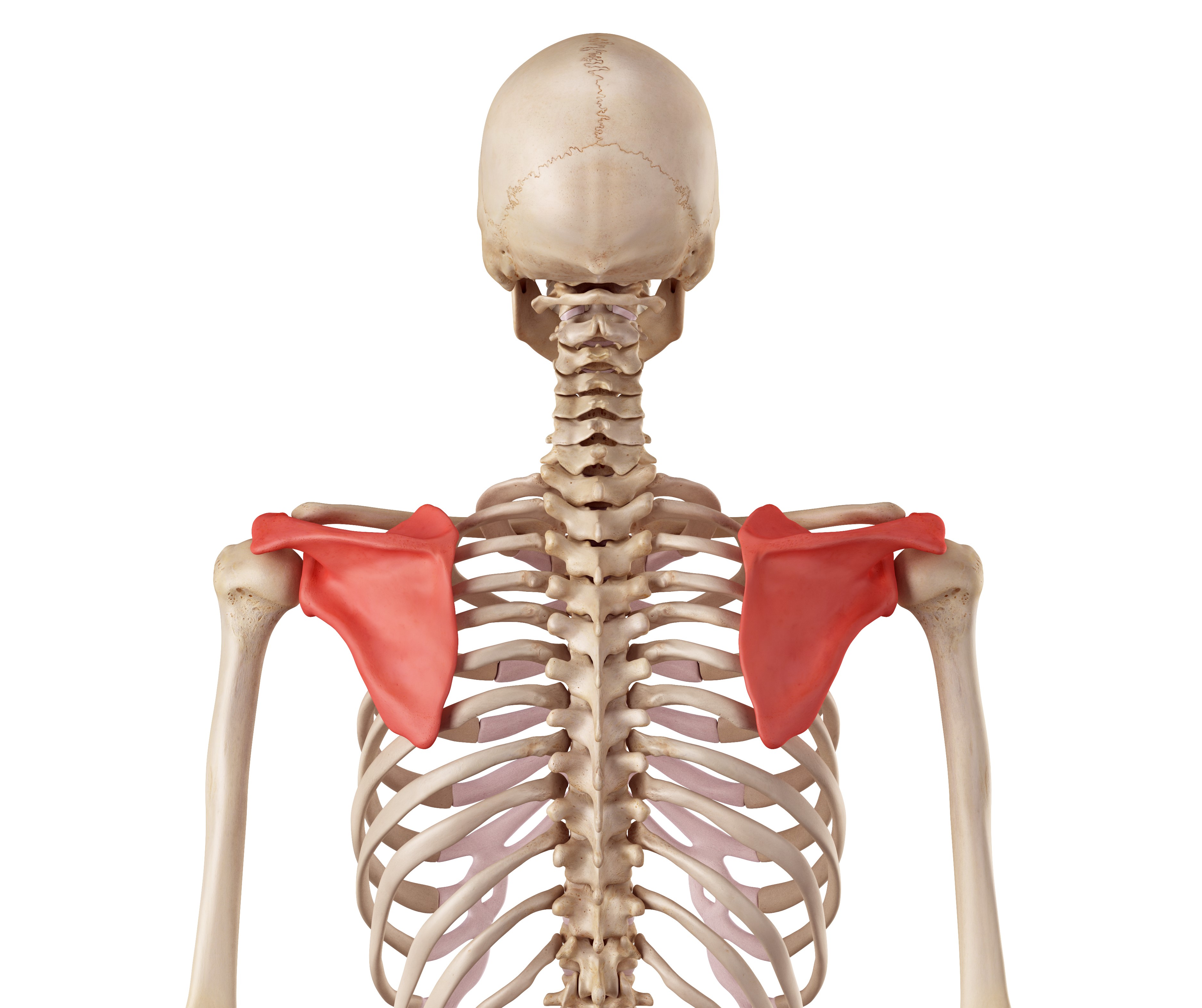 Scapula Stability - My Family Physio