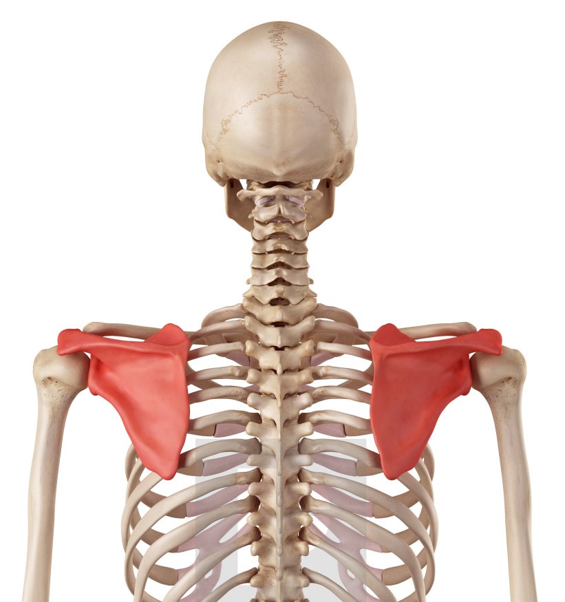 scapula-stability-my-family-physio