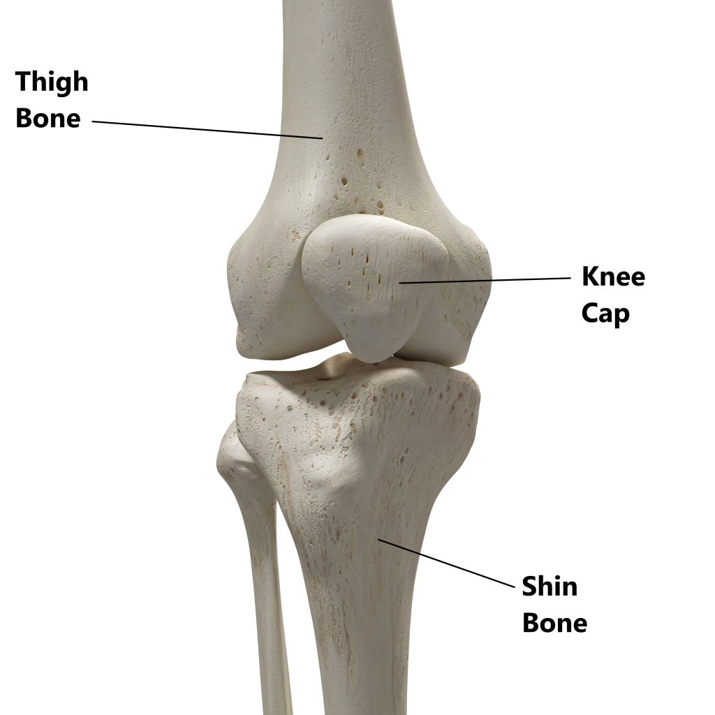 knee cap bone