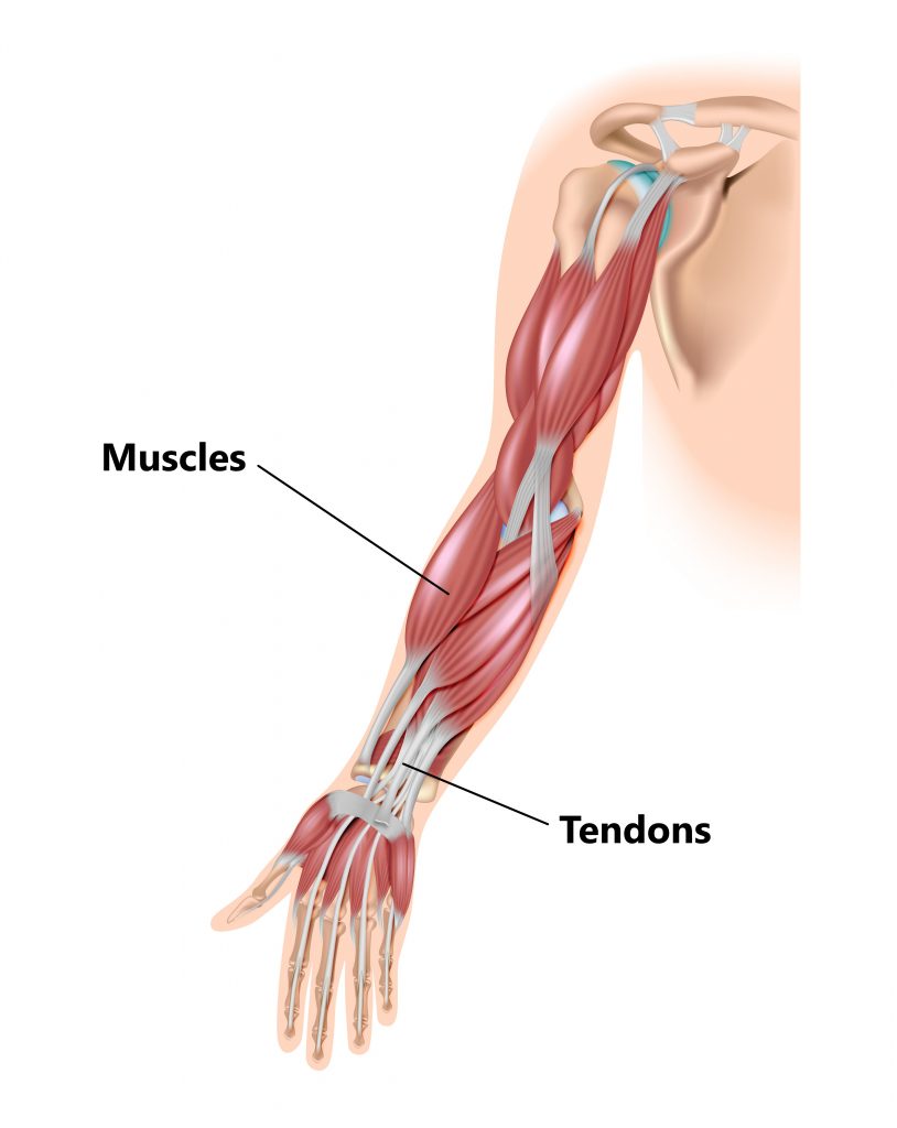 What is the Carpal Tunnel?, Wrist Tendons