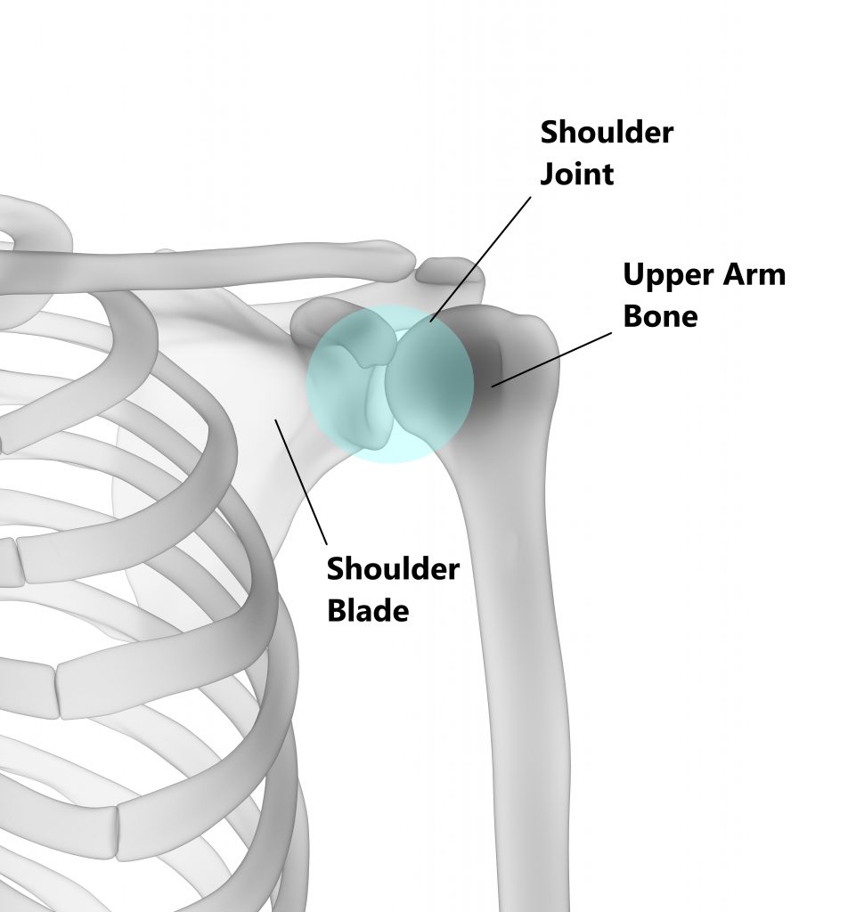 Biceps Tendon Injuries My Family Physio