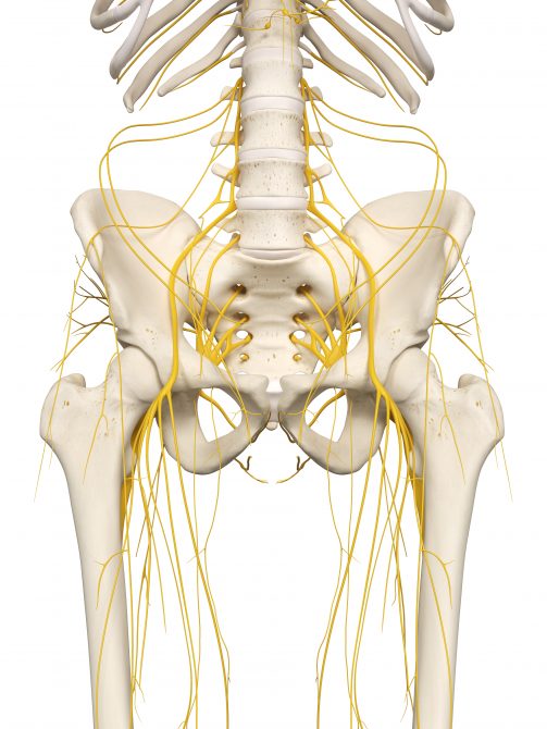 LFCN Entrapment (Meralgia Paresthetica) - My Family Physio