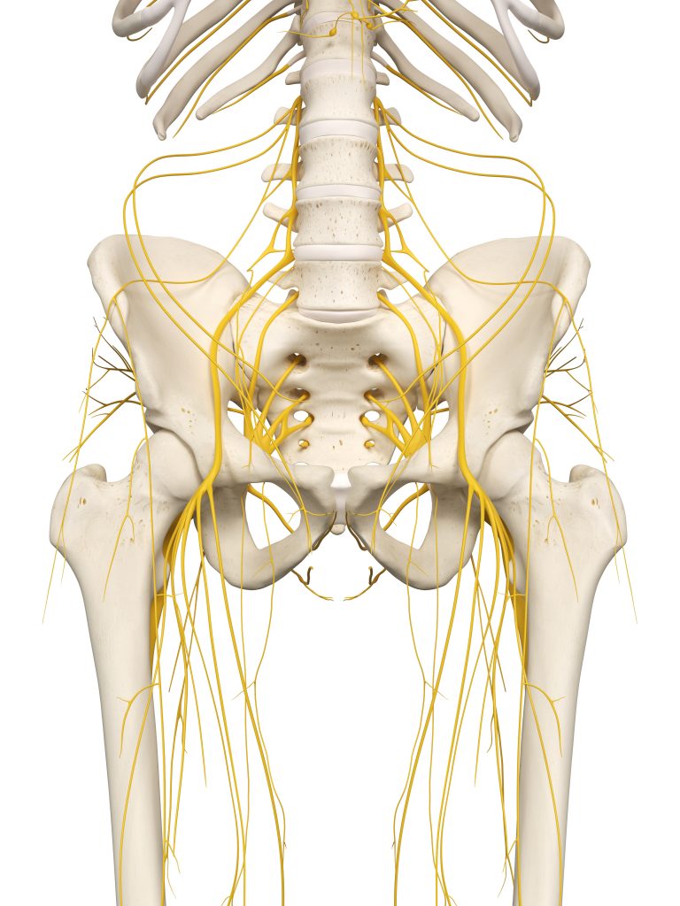 Inguinal Nerve Anatomy