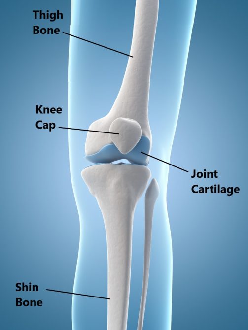 Meniscus Injuries - My Family Physio