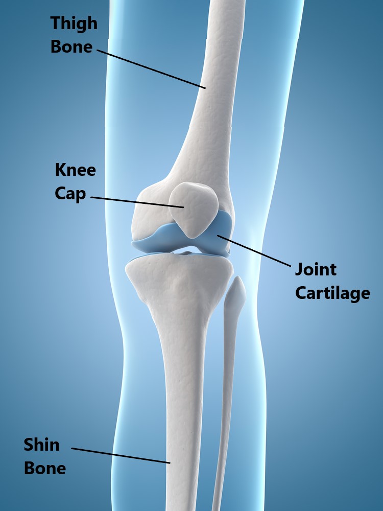 fibrocartilage location