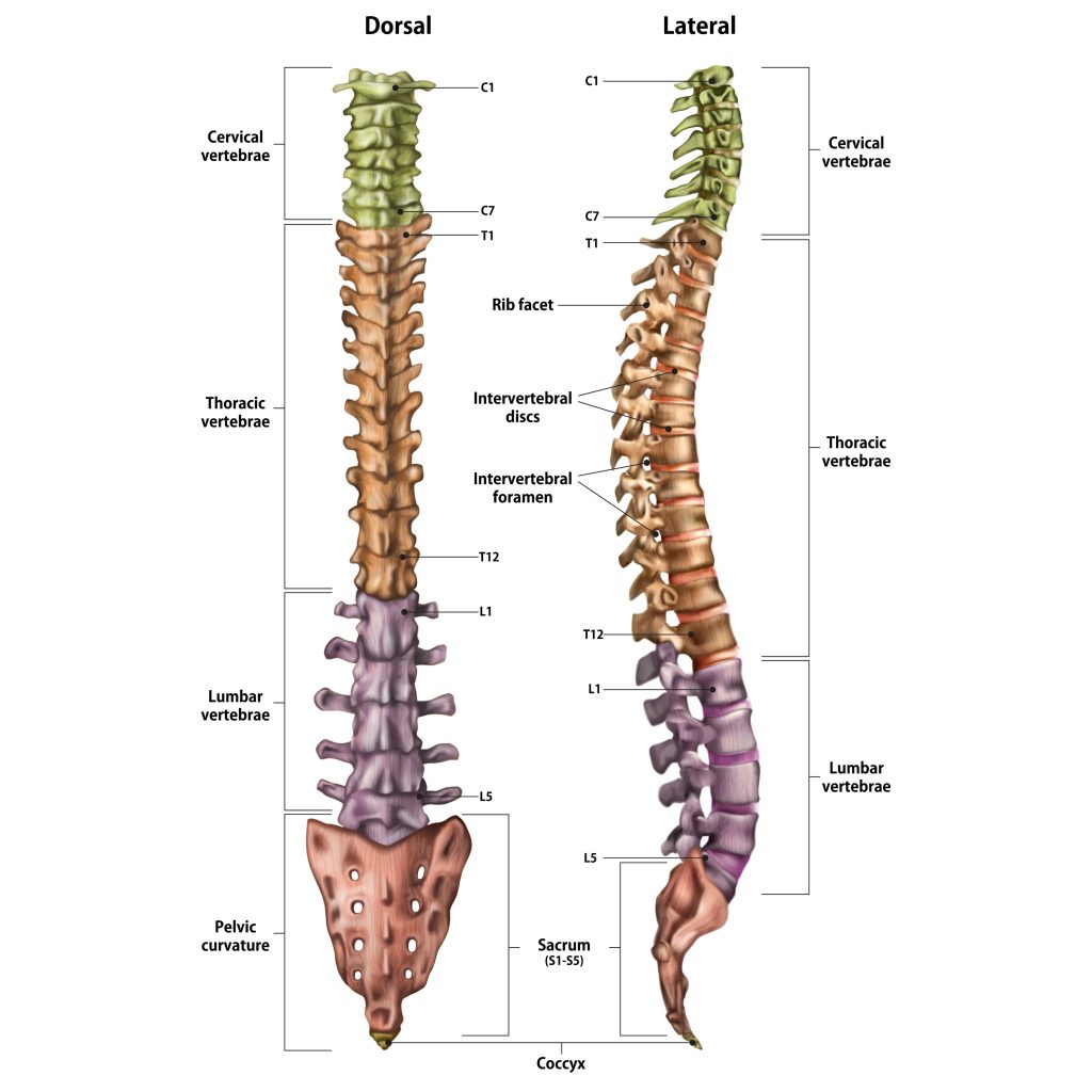 spine bone structure