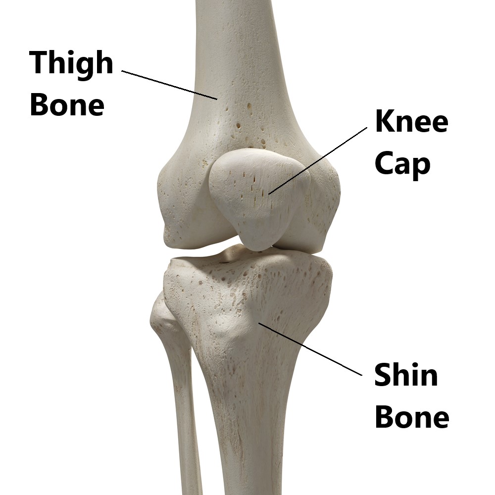 Knee cap deals bone