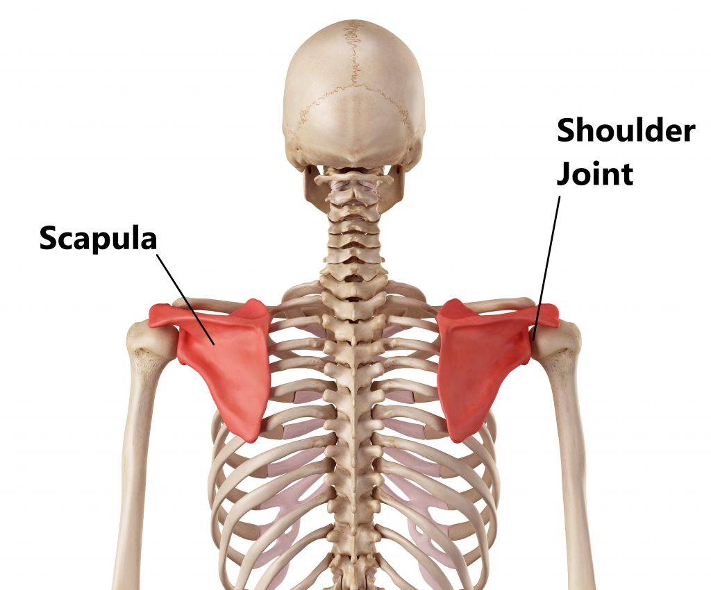 Scapula (Shoulder Blade) Anatomy, Muscles, Location, Function