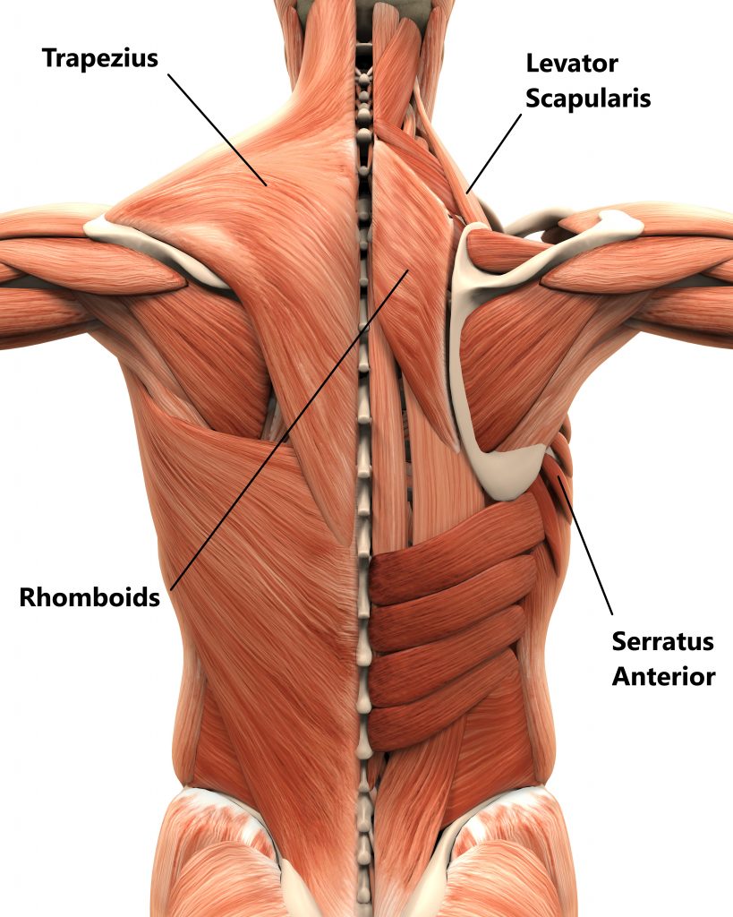 Scapula, Shoulder Blade, Bone Structure & Muscles