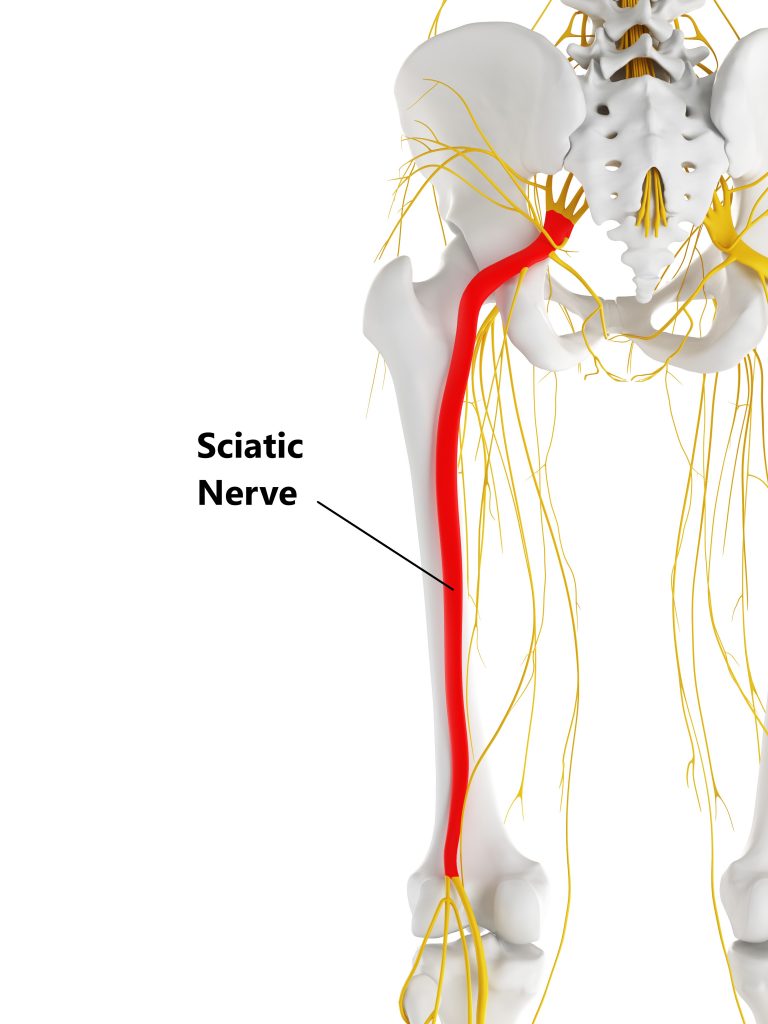 sciatic nerve muscle innervation