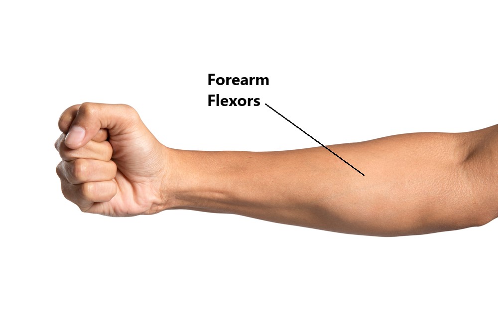 What is on sale your forearm