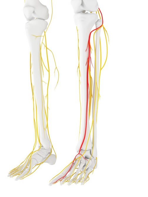 Common Lower Leg and Calf Injuries - My Family Physio