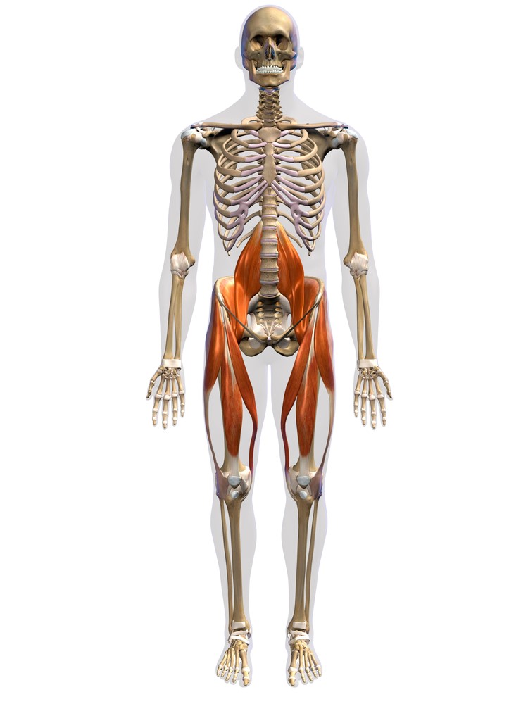 Muscles of the online inner thigh and groin