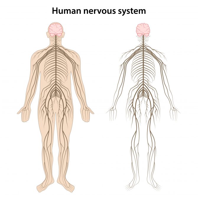 Nerves - My Family Physio