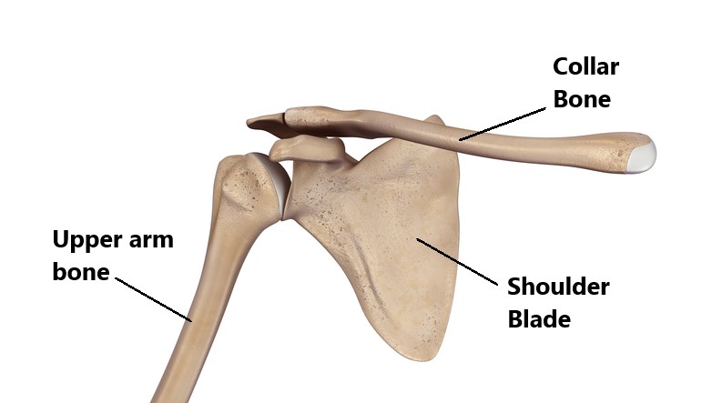 Anatomy of the Rotator Cuff