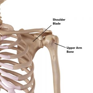 Shoulder Dislocations - My Family Physio