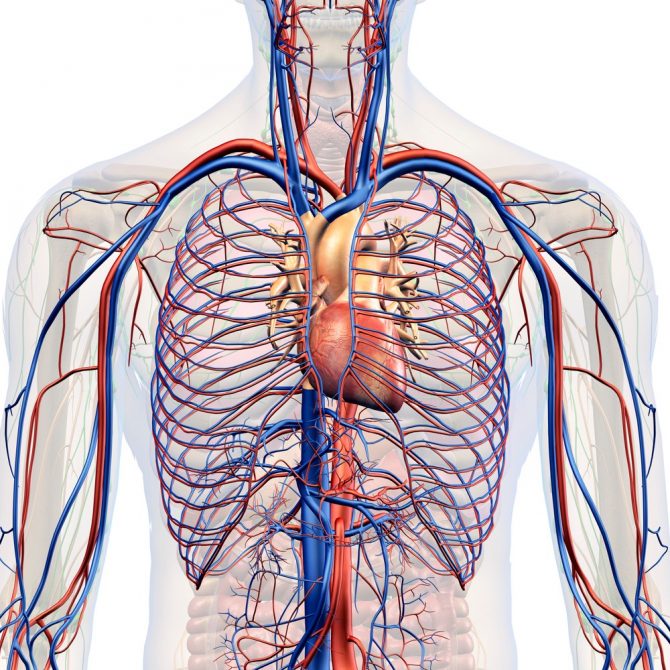 Shoulder Dislocations - My Family Physio